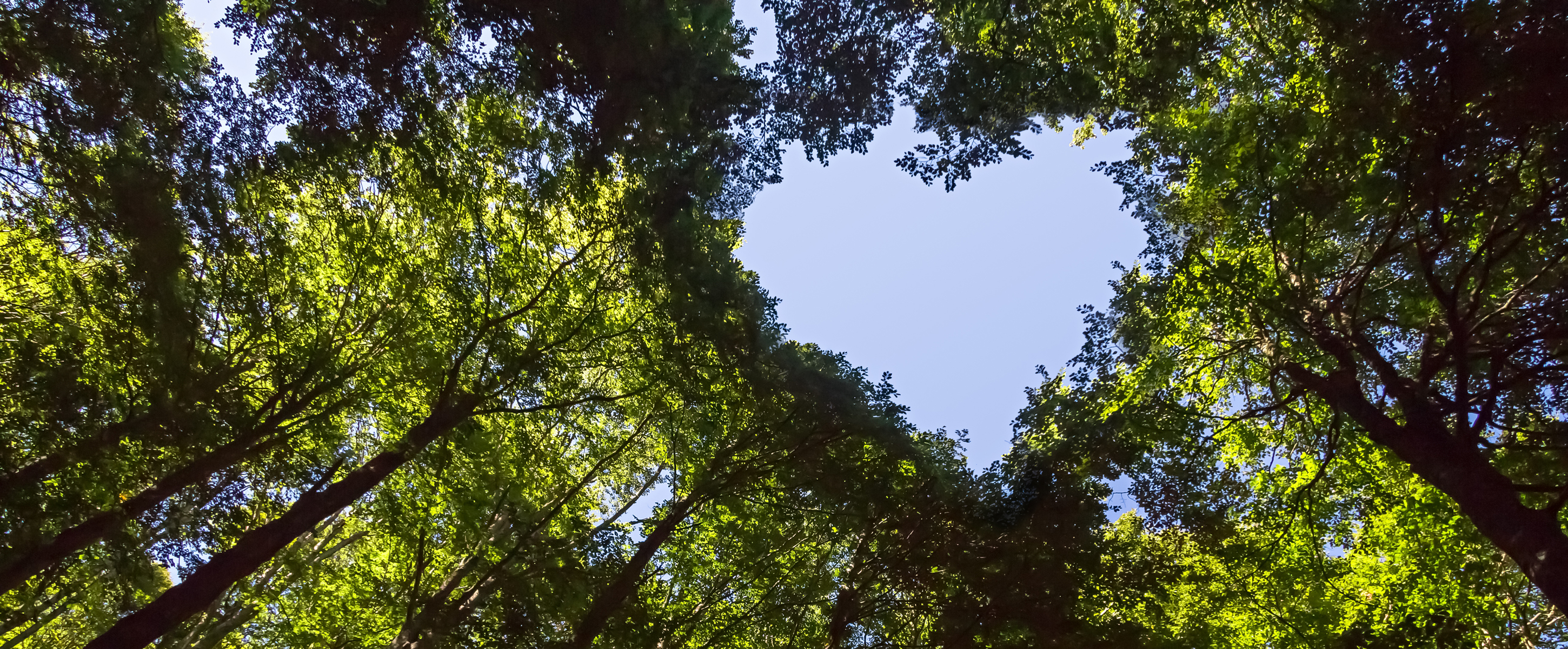 Tall trees with green leaves forming a canopy, with a large, heart shaped opening in the center revealing blue sky above.